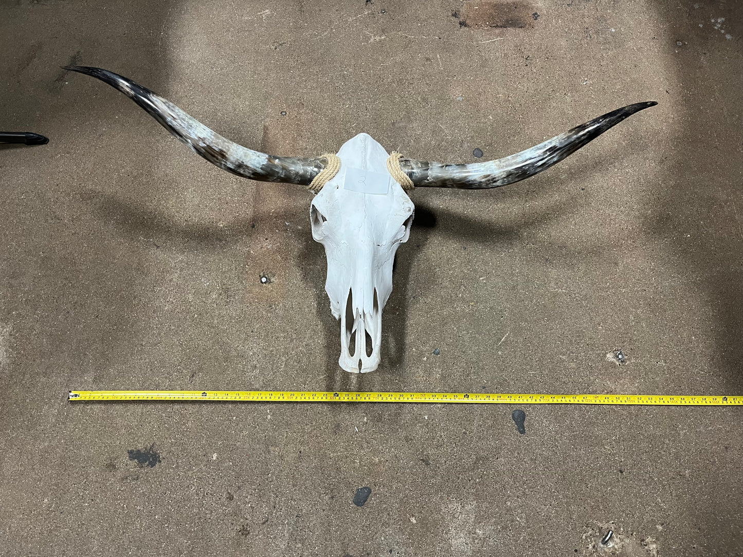 Cow Skulls With Polished Horns