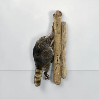 Life-size raccoon climbing on a driftwood tree limb