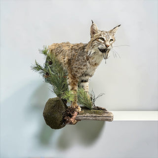 Half body bobcat on a decorative wall hanging base
