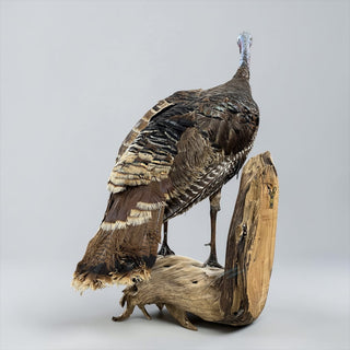 Life-size turkey on a driftwood wall hanging base