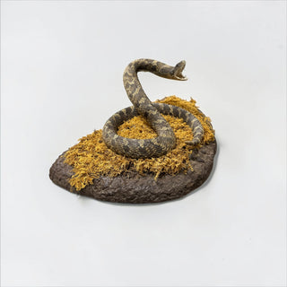 “Stinking” rattlesnake on a habitat base