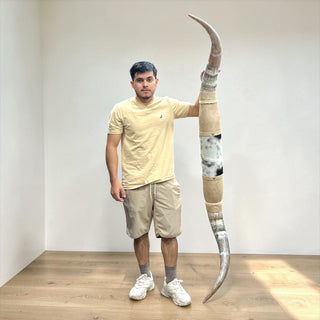 5.11ft Longhorn mount (d04)