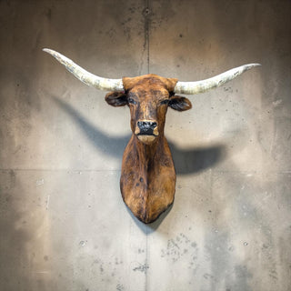 Longhorn shoulder mount