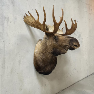 Big 23-point moose shoulder mount