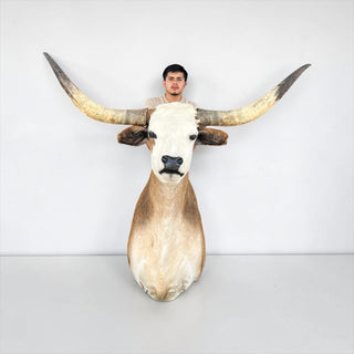 Longhorn shoulder mount