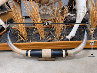 35” Longhorn mount (KK011)
