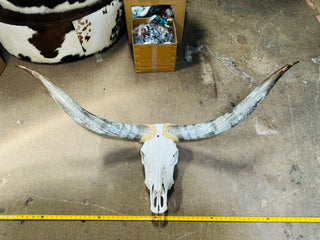 X-Large Polished Skull 4-5ft