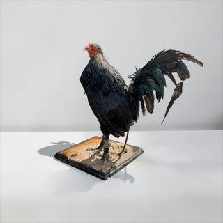 Rooster taxidermy mount