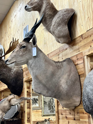 Eland
