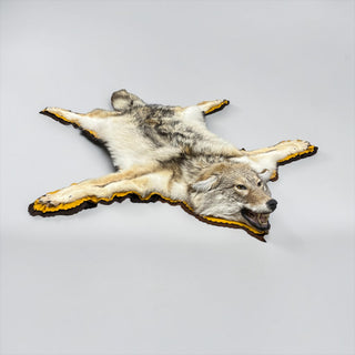 Coyote rug with its mounted head and double felted backing