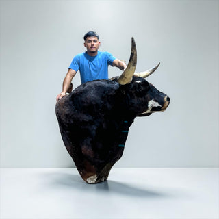 Bull shoulder mount