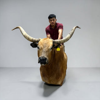 Cow shoulder mount
