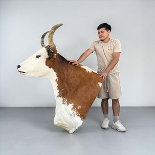 Longhorn shoulder mount
