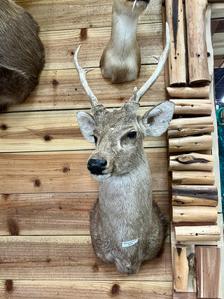 Whitetail buck