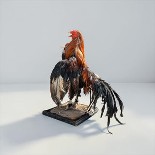 Rooster taxidermy mount