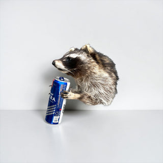 Raccoon taxidermy mount