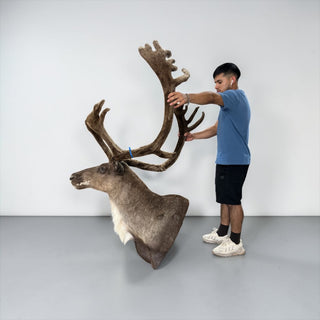 Big 38-point caribou shoulder mount in “velvet”