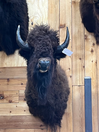 Buffalo shoulder mount