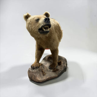 Half body grizzly bear with all its front claws on a rock wall base