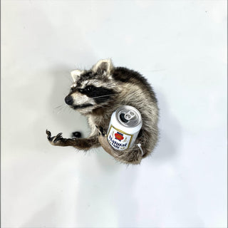 Raccoon taxidermy mount