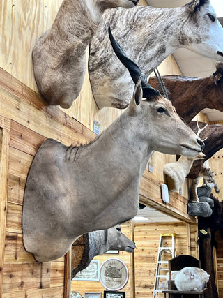 Eland