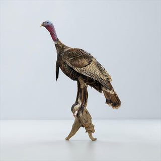 Life-size turkey on a driftwood wall hanging base