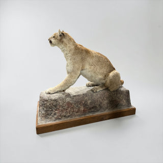 Life- size mountain lion or cougar on a rock base whit wheels