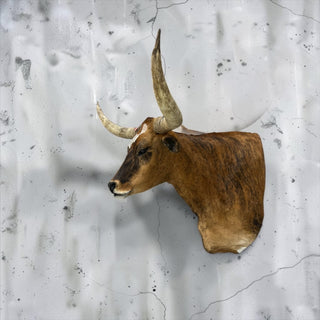 Longhorn shoulder mount