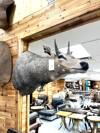 Duiker