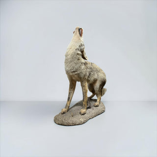 Life-size “howling” coyote on a natural base