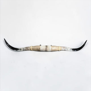 5-6ft Longhorn mount (f10)