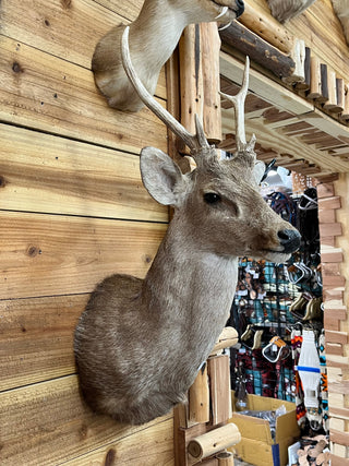 Whitetail buck