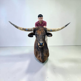 Longhorn shoulder mount