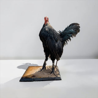 Rooster taxidermy mount