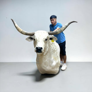 Bull shoulder mount