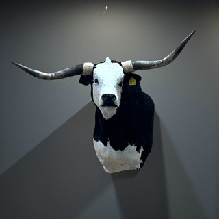 Cow shoulder mount