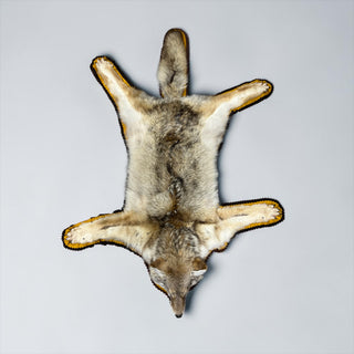 Coyote rug with its mounted head and double felted backing