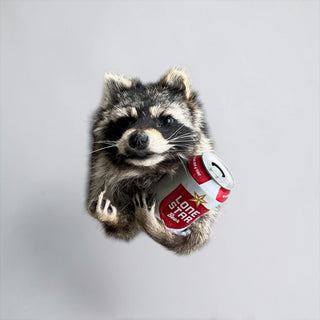 Raccoon taxidermy mount