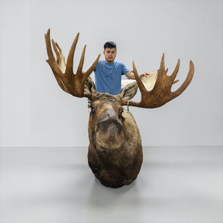 Big 23-point moose shoulder mount