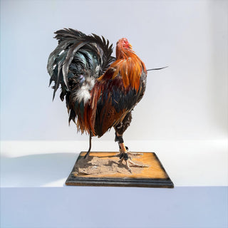 Rooster taxidermy mount
