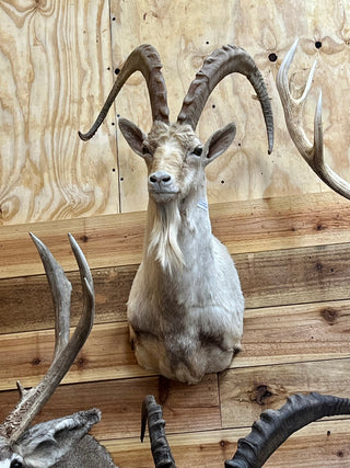 Rare white aoudad sheep