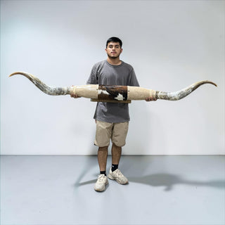 6.7ft Longhorn mount (b25)