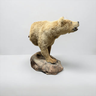 Half body grizzly bear with all its front claws on a rock wall base
