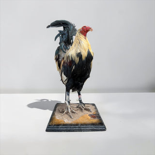 Rooster taxidermy mount