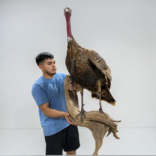 Life-size turkey on a driftwood wall hanging base