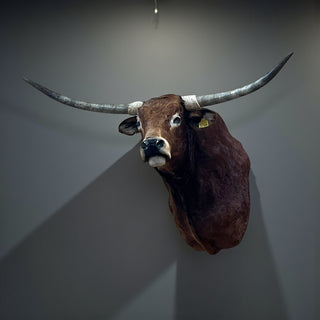 Cow shoulder mount