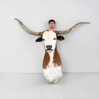 Longhorn shoulder mount