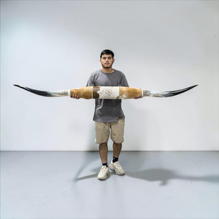 7ft Longhorn mount (b26)