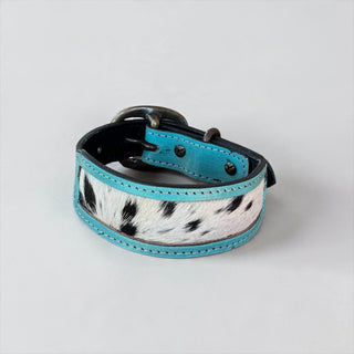Turquoise cowhide dog collar