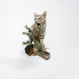 Half body bobcat on a decorative wall hanging base